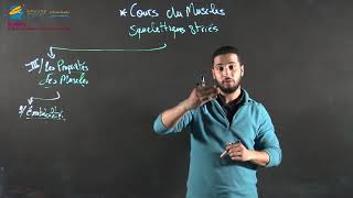 Cours du muscle squelettique strié mouvement du corps structure du muscle propriété des muscles [upl. by Alimaj]