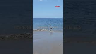 Fishing Seychelles beach [upl. by Chapel573]