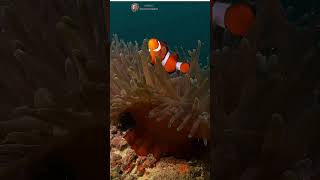 Discover the Most Stunning Clownfish Natures Colorful Marvel shorts clownfish underwater [upl. by Eivla17]