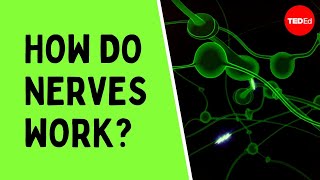 How do nerves work  Elliot Krane [upl. by Allecram]