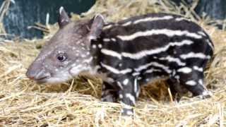 Endangered Tapirs First Words [upl. by Yrkcaz]