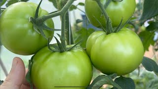 Hydroponic greenhouse tomato variety tips from a pro [upl. by Hameean460]