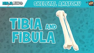 Tibia amp Fibula Anatomy [upl. by Hafeetal]