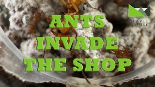 Overrun with ANTS  Shop vlog 7 [upl. by Ahsatel913]