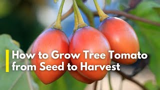 Secret to Tree Tomato Tamarillo Farming  Best variety When to Plant and How to Harvest 24000kgs [upl. by Buehler]