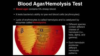 Microbiology HemolysisBlood Agar [upl. by Eilsil]