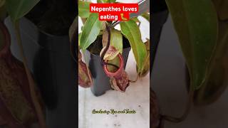 Feeding my Nepenthes an Earthworm amp Caterpillar🐛 nepenthesplant pitcherplants carnivorousplants [upl. by Stephannie]