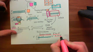 Homologous Recombination for Double Strand Breaks Part 4 [upl. by Reeva612]