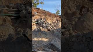 Komodo disguises itself near a pile of rocks while monitoring goats [upl. by Charo]