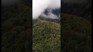 Foggy Carpathian Mountains carpathians ukraine карпати nature carpathianmountains [upl. by Eidnyl435]