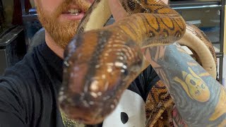 Animal facts  Brazilian Rainbow Boa [upl. by Jarrod]