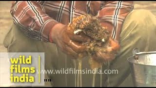 Man extracting honey from honeycomb [upl. by Alohs]