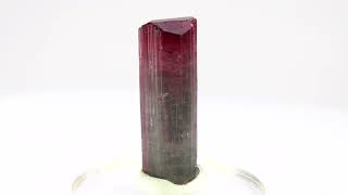 16quot Bicolor Elbaite Tourmaline Crystal  Cruzeiro Murta Brazil  Specimen 217181 [upl. by Ihsoyim]