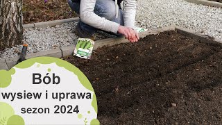 Bób Jak wysiewać i potem uprawiać bób żeby mieć obfite plony Sezon 2024 [upl. by Kenrick188]