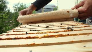 Imkern in der Stadt mit der BienenBox  zB auch an deinem Balkon [upl. by Aiciram]