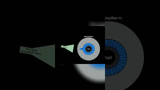 Understanding Pupil Dilation shorts anatomy science pupiloftheeye eyes [upl. by Talbott]