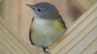 American Redstart Setophaga ruticilla Timucuan Ecological and Historical Preserve [upl. by Nyletak]