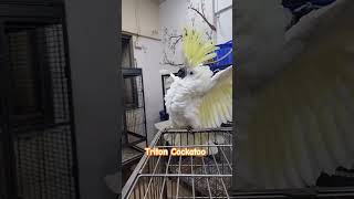 Cockatoo dancing  Triton Cockatoo showing off his crest cockatoos dancingparrot talkingparrots [upl. by Niroht]