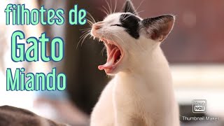 Filhotes de gato chamando a mãe filhotes de gato miando [upl. by Ainehs127]