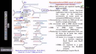 Recombinational repair of stalled replication fork [upl. by Ephraim40]