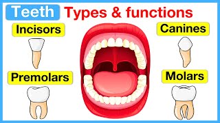 Types of teeth 🦷  Incisors canines premolars amp molars [upl. by Kellen]