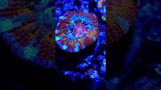 Crazy acanthastrea coral sealife4k corals reeftank acanfrag rainbowacan lpscorals aquarium [upl. by Eadwina]