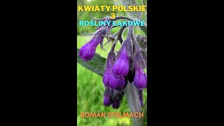 Kwiaty Polskie 3 rośliny łąkowe [upl. by Esinad]