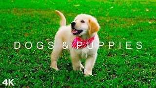 DOGS amp PUPPIES in 4K  2 Hours  Relaxing Ambient Music Strings Cute Pets [upl. by Souza]