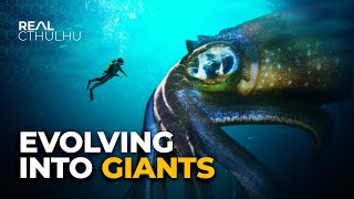 Why Do Deep Sea Creatures Evolve Into Giants [upl. by Noiemad898]