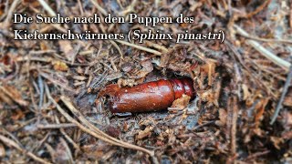 Die Suche nach den Raupen des Kiefernschwärmers Sphinx pinastri [upl. by Namzed]