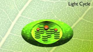 What is Photosynthesis [upl. by Oiliduab]