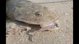 IFISHTV Forster Tuncurry Flathead Fishing Landbased with Soft Plastics [upl. by Musser]