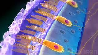 Utricle and saccule Physiology Balance [upl. by Davenport702]