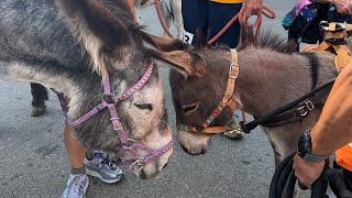 Burro Race 2024 Leadville CO [upl. by Notluf]