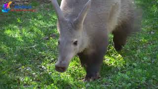 Aardvark  A unique and fascinating animal [upl. by Murrah270]