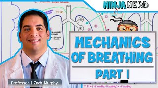 Respiratory  Mechanics of Breathing Pressure Changes  Part 1 [upl. by Yllac763]