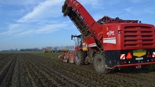 Chicory harvest with Grimme rexor 620  SpottingZeeland [upl. by Aleda]