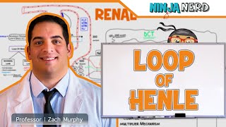 Renal  Loop of Henle [upl. by Aihsetan912]