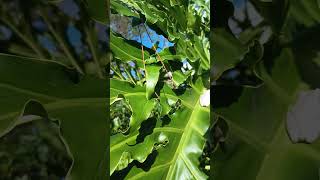 Frog Basks on Philodendron Penthouse Roof Top [upl. by Ycinuq]