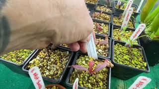 Nepenthes  heliamphora in the grow tent  end of November walkthrough [upl. by Llenrub258]