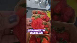 Strawberries Season in Germany trendingshorts asmr fruts frutsgermany strawberries [upl. by Sabu]