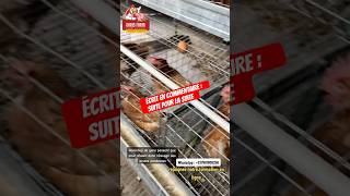 Commence pour élevage de poules pondeuses avec 800 milles fcfa poussins farming poules [upl. by Ailemrac506]