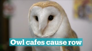 Animal right activists upset at owl cafes [upl. by Palocz]