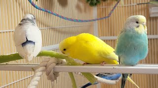 10 Hr Happy Singing amp Eating Parakeet Budgies Birds Reduce Stress of Lonely Quiet Birds [upl. by Medorra]