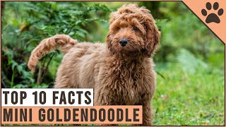 Mini Goldendoodle  Top 10 Facts [upl. by Ahsilav]