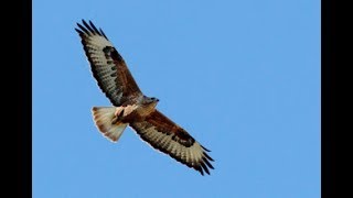 Longlegged buzzard in flight Buteo rufinus Αετογερακίνα  Cyprus [upl. by Batty867]