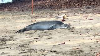 Hawaiian Monk Seal resting on the beach IMG E6747 [upl. by Ynaffyt906]