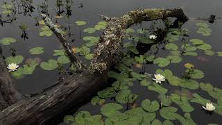 Water lilies and bogbeans [upl. by Ahsitul594]