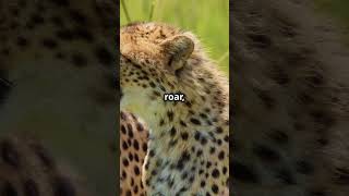 🐆 MindBlowing Facts About Cheetahs You Didn’t Know 🌍 [upl. by Cattima106]