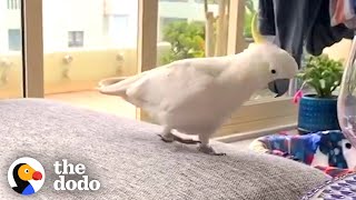 This Wild Cockatoo Does This To His Favorite Person Every Day  The Dodo Wild Hearts [upl. by Nigam]